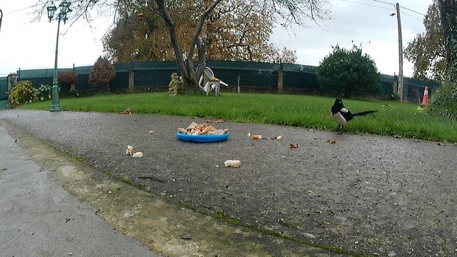 Дикие Птицы Прилетают Полакомиться Хлебом! Птицы для Детей! Птички для Кошек смотреть онлайн