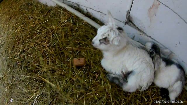 025 Новорожденные козлята смотреть онлайн