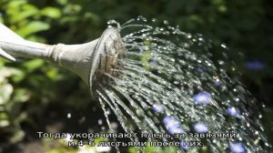 Как поливать тыкву в открытом грунте?