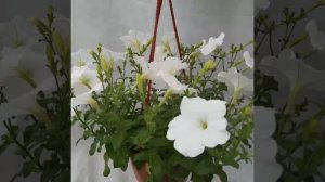 Петуния в кашпо. Лавина белая. 2021г.