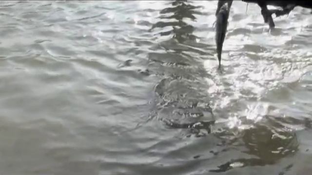 РЫБАЛКА С БАКЛАНАМИ. КИТАЙ. © China. Fishing Travel. Cormoran.
