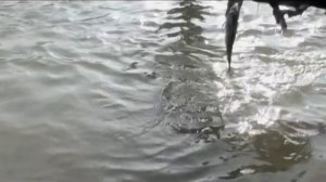 РЫБАЛКА С БАКЛАНАМИ. КИТАЙ. © China. Fishing travel. Cormoran.