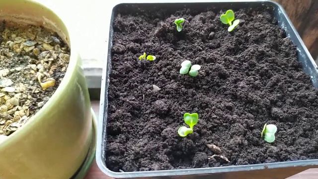 Редис на балконе. Эксперимент. 25.04.2020г. смотреть онлайн