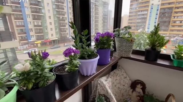 ЭУСТОМА - мини комнатная цветёт!? Лавандовые бутоны? смотреть онлайн