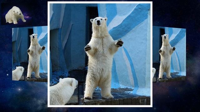Белые медведи Новосибирского зоопарка смотреть онлайн