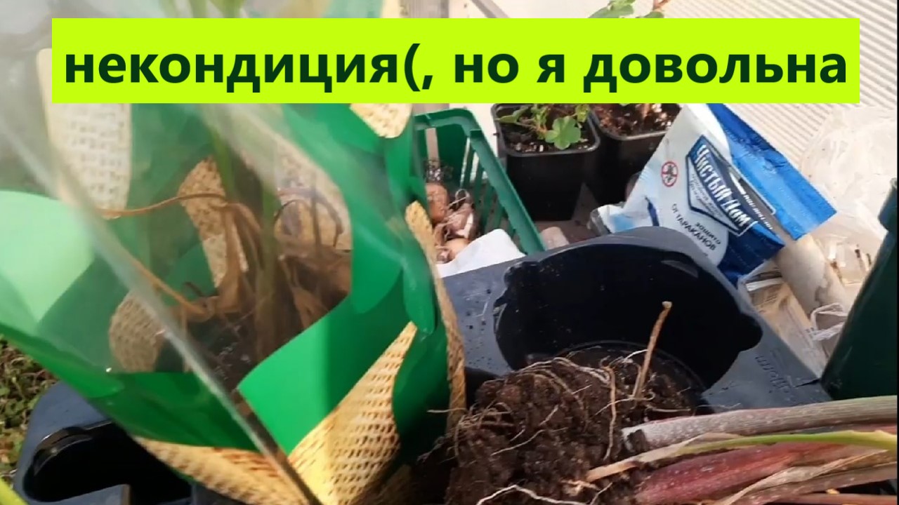 Некондиция - а мне радость!!! Клубневые готовлю к зимовке. смотреть онлайн