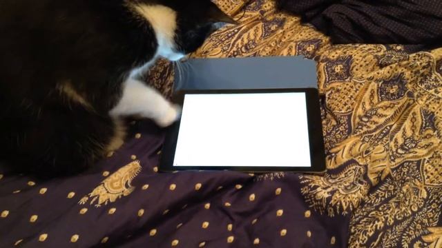 Как правильно пользоваться Apple Ipad Air) Видеоурок от кота Кузи) смотреть онлайн