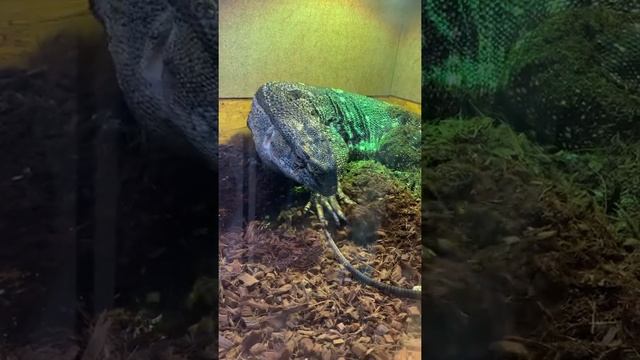 Черногорлый варан смотреть онлайн