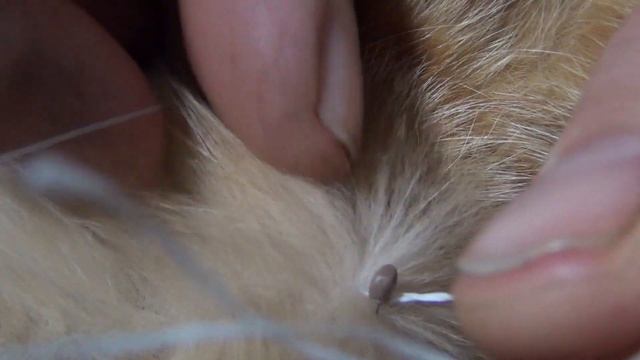 Как вытащить КЛЕЩА у кота ЗУБНОЙ ниткой смотреть онлайн