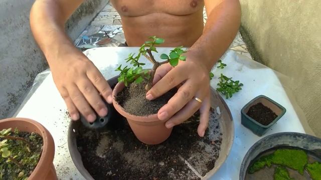 PORTULACARIA AFRA E VARIEGATA ATUALIZAÇÃO DAS ESTACAS E PLANTIO.