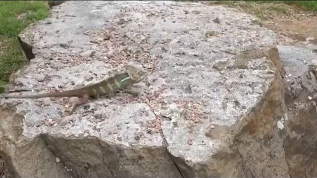 Йеменский хамелеон смотреть онлайн
