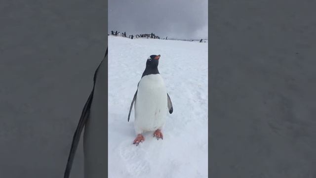 Антарктида. Пингвин смотреть онлайн