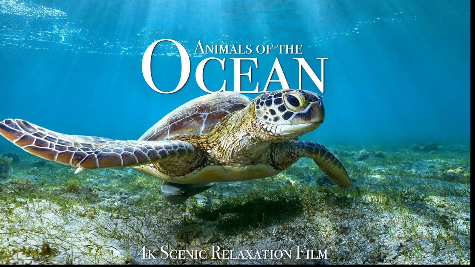 Животный мир Океана - Живописный фильм о дикой природе с успокаивающей музыкой смотреть онлайн