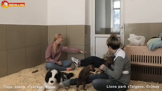 Собака для стаи волков. Тайган. Dog for a flock of wolves. Taigan. смотреть онлайн