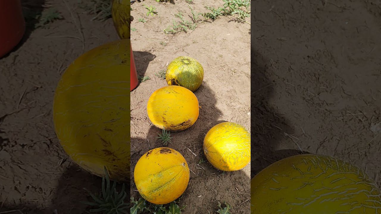 Дыня Сахарная пудра