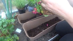 Пересаживаю пеларгонию плющелистную  в балконные ящики