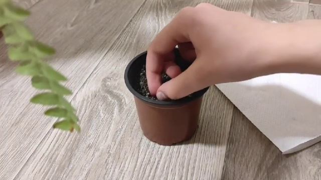 ЯК ВИРОСТИТИ ФІНІКОВУ ПАЛЬМУ В ДОМАШНІХ УМОВАХ??? смотреть онлайн