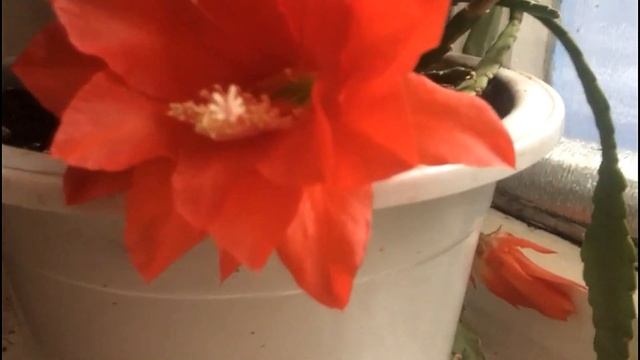 Эпифиллум - лесной кактус!! Секреты зимнего ухода смотреть онлайн