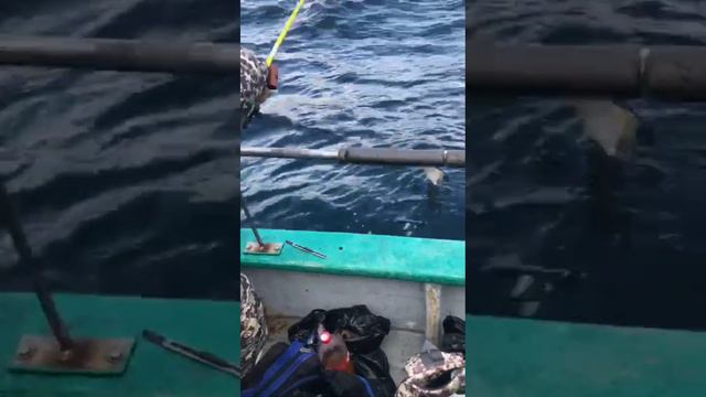 Уссурийск ул арсеньева 1 2этаж 89245246006 #снасти #морскаярыбалка #рыбалкадв #приморскийкрай смотреть онлайн