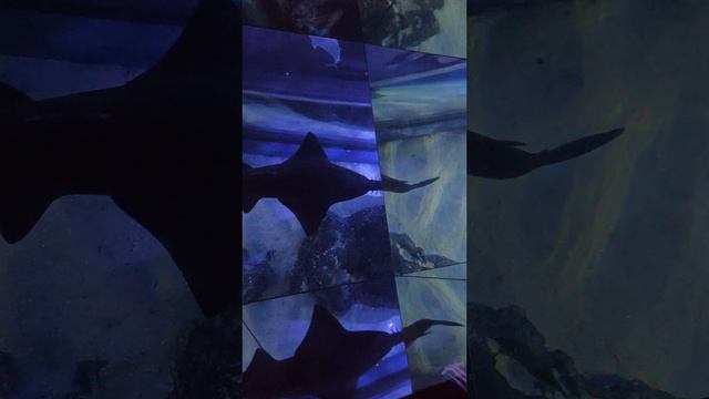 рыба пила в океанариуме Бангкока смотреть онлайн