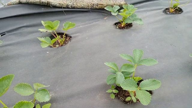 Сорт Мурано. 18 дней после высадки. Удаление цветоносов. смотреть онлайн