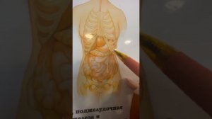 Курс по нормализации желчеоттока. УЗИ. Диагностика.