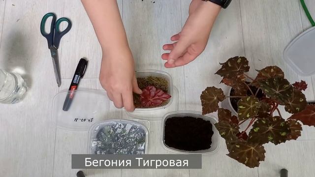 Размножение бегонии листом, как быстро вырастают детки на примере