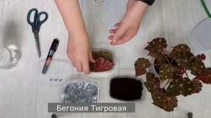 Размножение бегонии листом, как быстро вырастают детки на примере