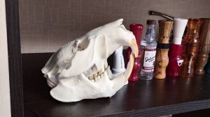 Выделка черепа бобра