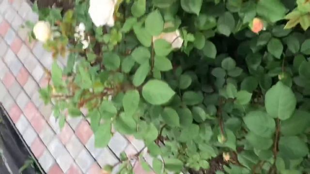 Розы. Летняя посадка роз. смотреть онлайн