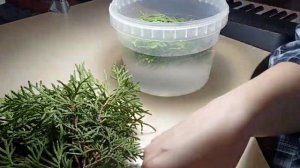 #туя Размножение туи черенками в домашних условиях  2023 год  ч1