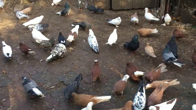 Осень, пропаиваем голубей от вирусов, противовирусными препаратами. смотреть онлайн