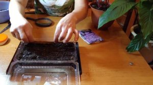 АЛЬПИЙСКАЯ АСТРА ПОСЕВ НА РАССАДУ .