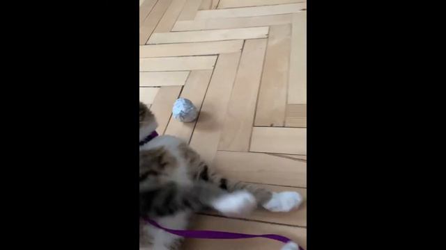 #4: Марина, разрабатывает игровые штуки. Работа мечты, походы. смотреть онлайн