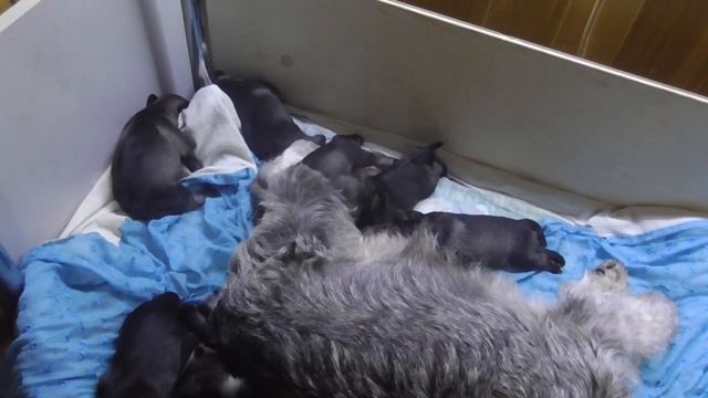 Щенки Цвергшнауцера перец с солью д.р. 07.03.2017г. смотреть онлайн