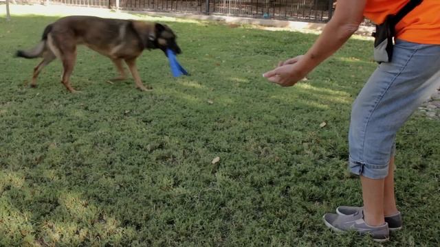 How to Train Herding Dogs : Dog Training Musts смотреть онлайн