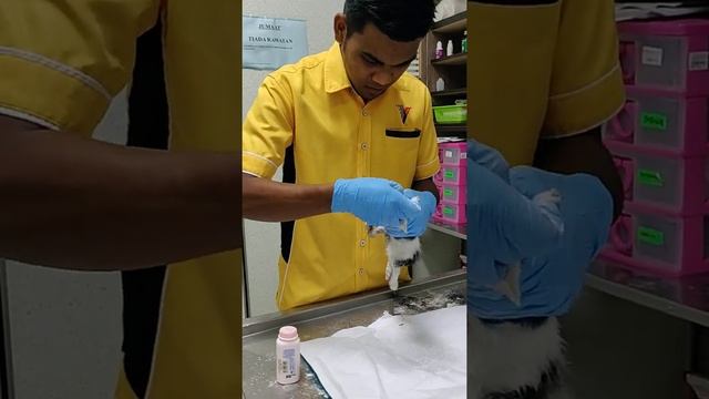 How to get a cat out of a rat glue -Cara selamatkan kucing terperangkap gam tikus dengan baby powde смотреть онлайн