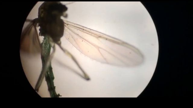 Комар увеличение 40х смотреть онлайн