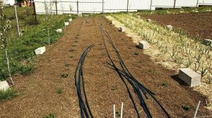 ✓1013. Клубника Купчиха. Вот она какая.