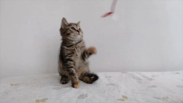 кошечка гладкошерстная смотреть онлайн