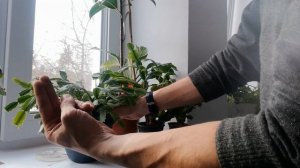ПЕРЕСАДКА ДЕКАБРИСТА. КАК правильно, КОГДА и ЗАЧЕМ! ЦВЕТЕНИЕ ШЛЮМБЕРГЕРЫ гарантировано!