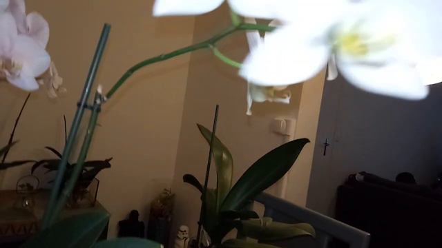 Resultados das Phalaenopsis em vaso de vidro, com lindas florações. смотреть онлайн