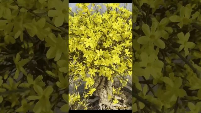 Forsythia suspensa смотреть онлайн