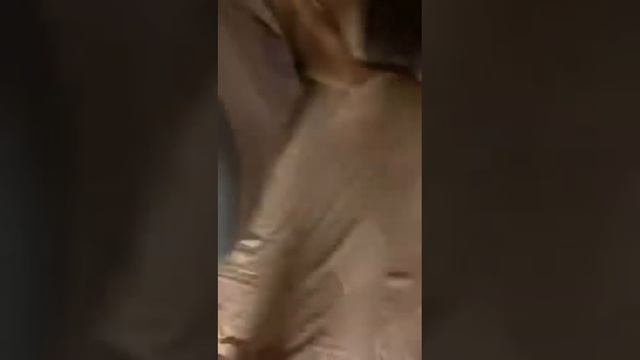 Такса приведение))) смотреть онлайн
