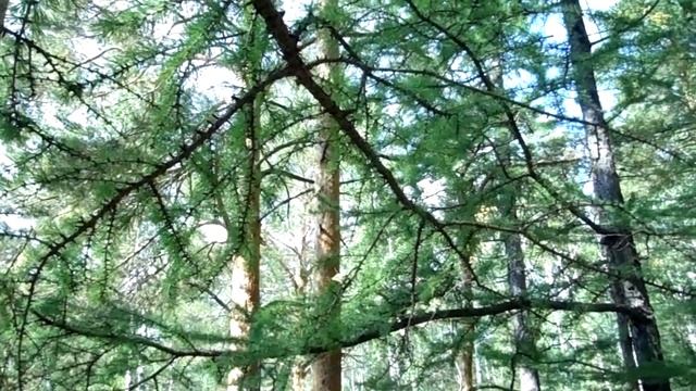 Сказки Урала. Изумрудная дымка смотреть онлайн