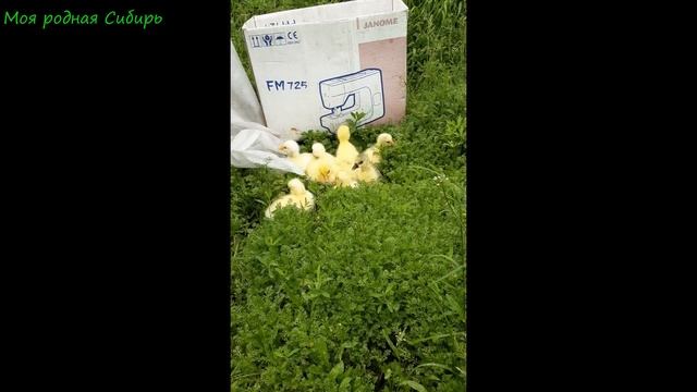 Наши маленькие гусятки #SHORTS смотреть онлайн