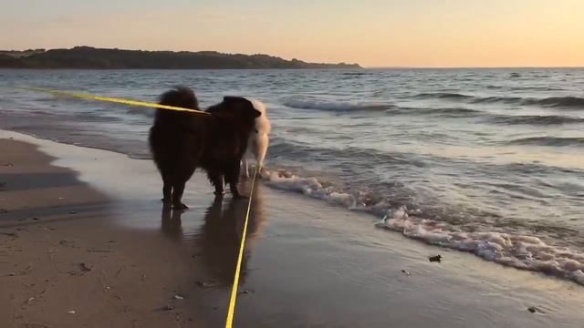 Самоед Изюм и евразиер Босс на море смотреть онлайн