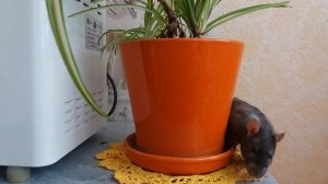 Крыса издает странные звуки