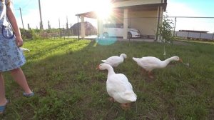 Гусь щипается. Гуси породы Линда. Возраст 2 месяца