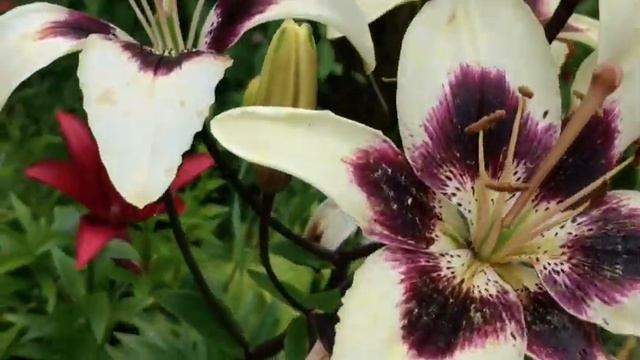 Лилии-королевы сада 2020г смотреть онлайн